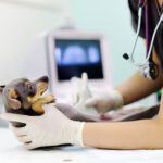 Upgrade To Digital Veterinary X-rays