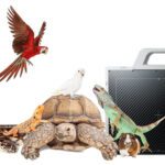 Wireless X-ray Imaging System For Exotic And Avian Animals