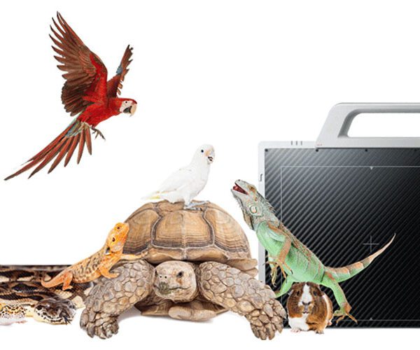 Wireless X-ray Imaging System For Exotic And Avian Animals