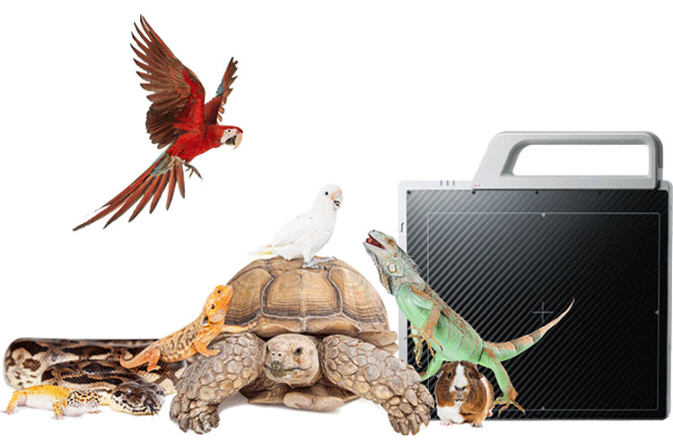 Wireless X-ray Imaging System For Exotic And Avian Animals