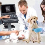 Reliable & Durable Veterinary Ultrasound System