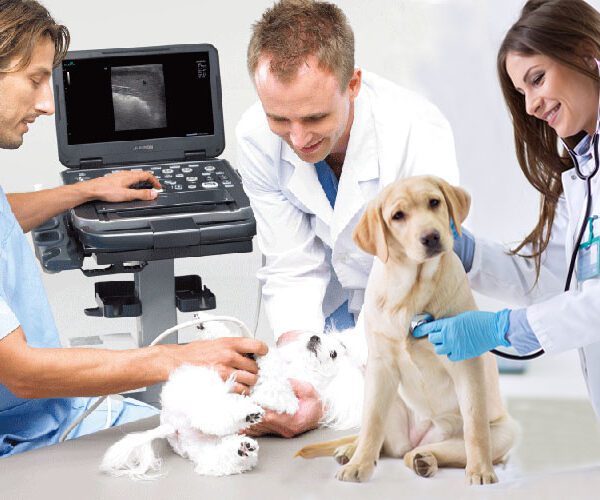 Reliable & Durable Veterinary Ultrasound System