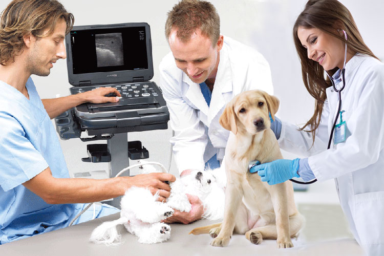 Reliable & Durable Veterinary Ultrasound System